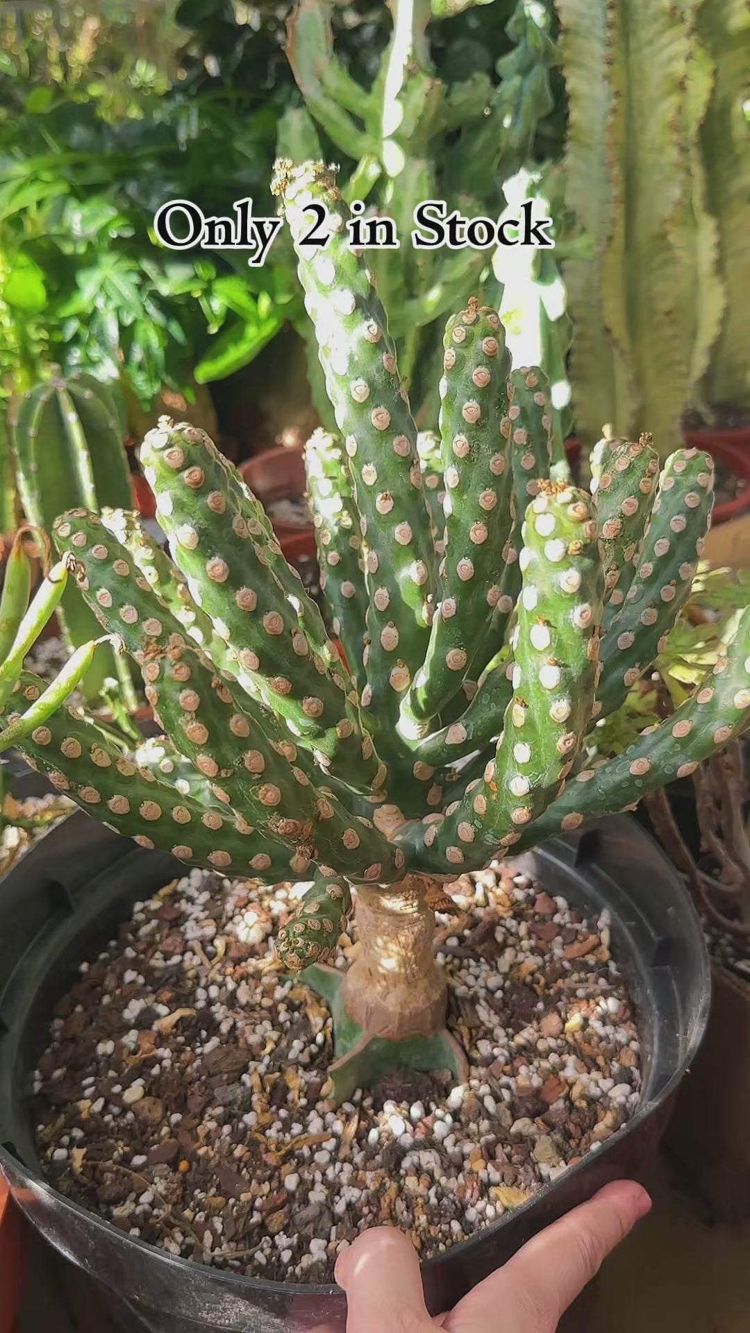 Giant Spineless Eve's Needle Cactus, Austrocylindropuntia Monstrosa | Rare Collector Plant Gift, Christmas Gift