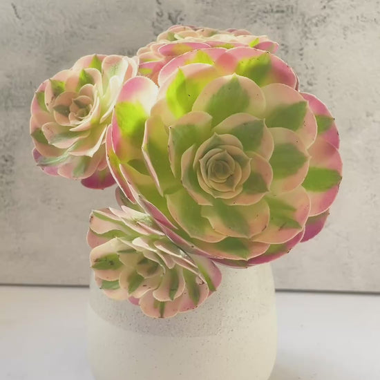 pink and green succulents