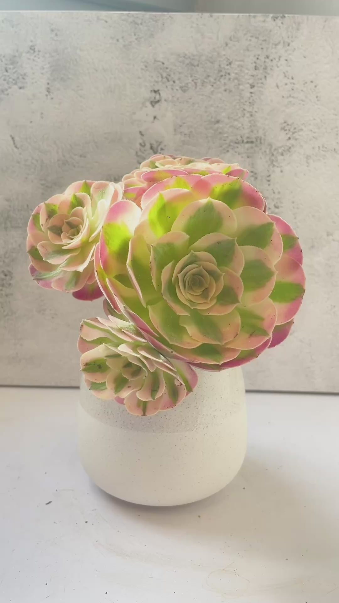 pink and green succulents