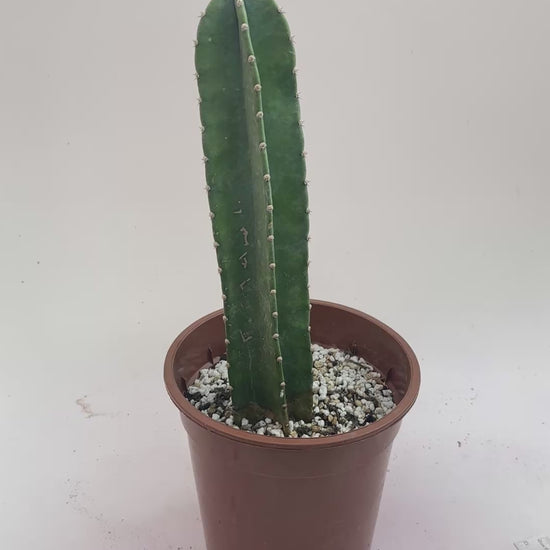 Large Columnar Cactus 07