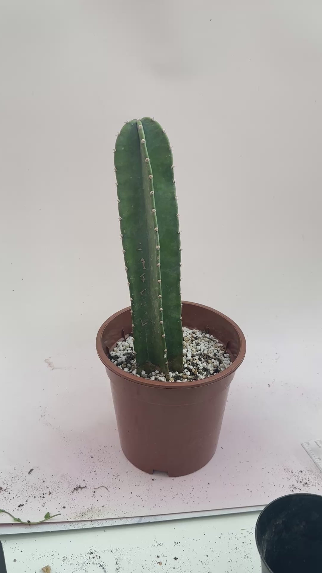 Large Columnar Cactus 07