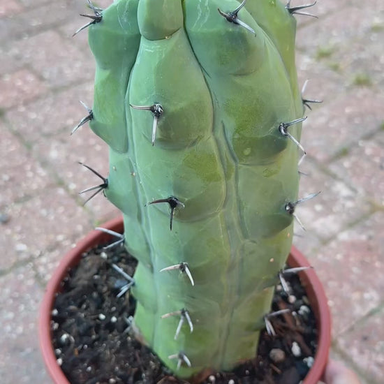 Rare Giant Trichocereus Pachanoi f. Mostruosa | One-of-a-Kind Collector Cactus