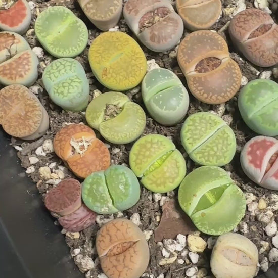 Lithops, Living Stones