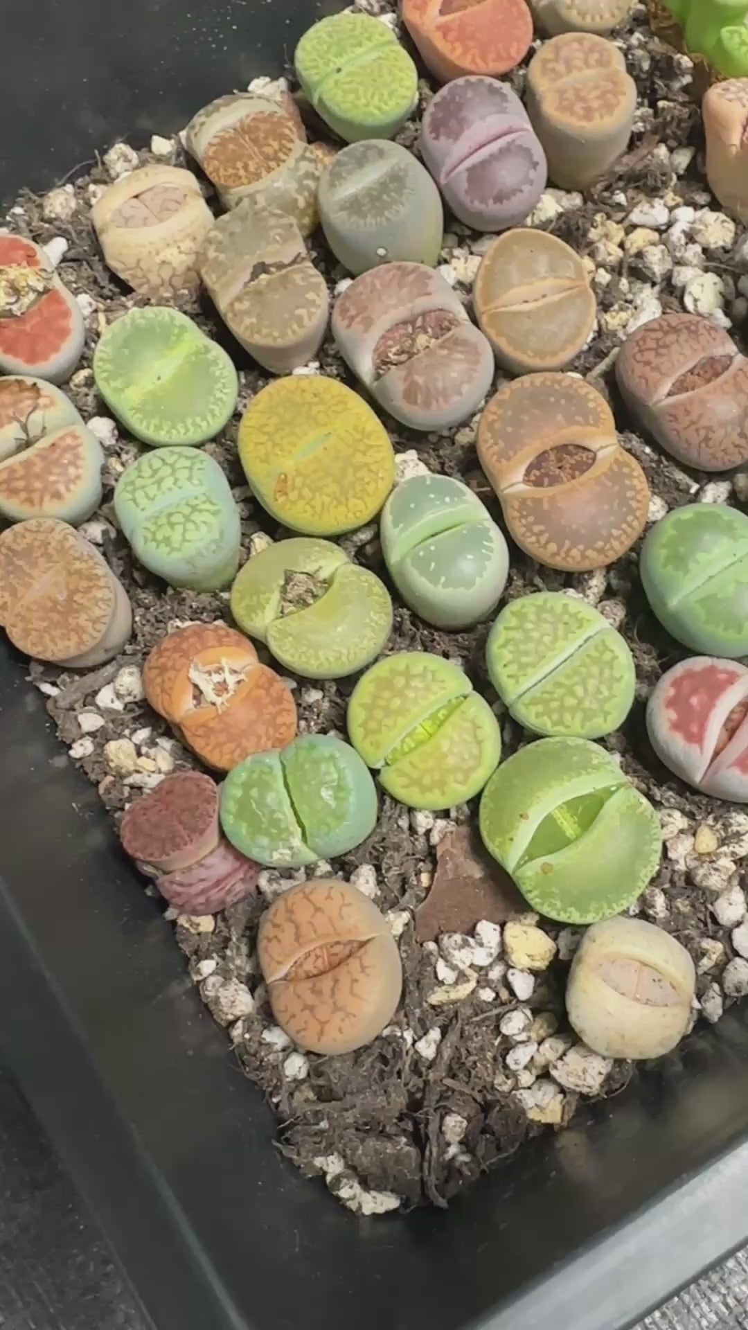 Lithops, Living Stones