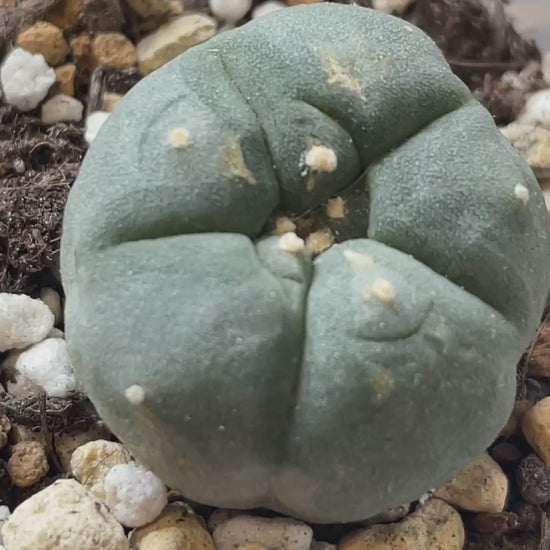 Lophophora Williamsii, Cactus, Succulents - Chic-Chic.co