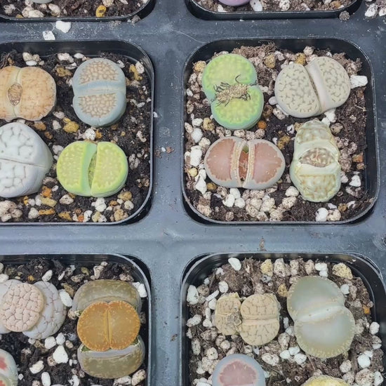 Lithops Living Stones Plants 
