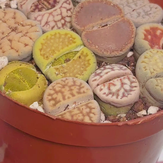 10pcs Mixed Lithops – Living Stones-Chic Chic Plants
