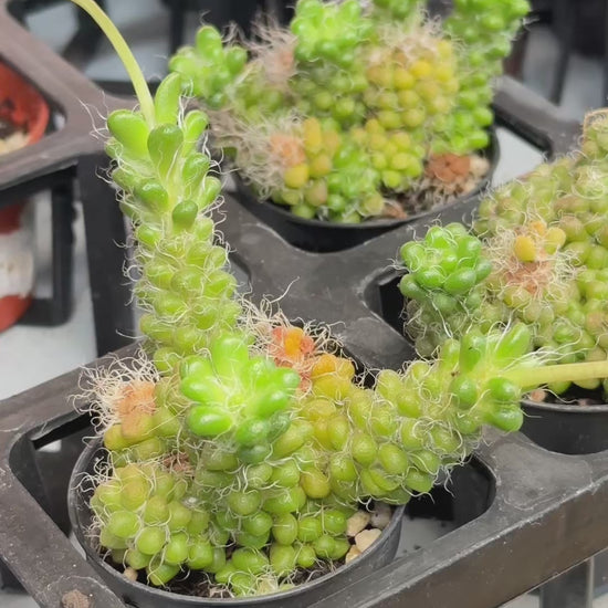 Anacampseros Crinita – Hairy Succulent Rosette Houseplant in 5cm Pot