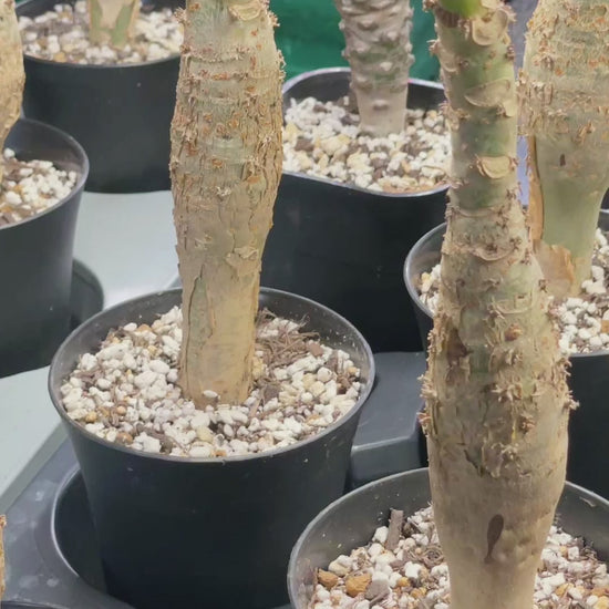 Jatropha podagrica | Buddha Belly Caudex Plant - Chic Chic Plants