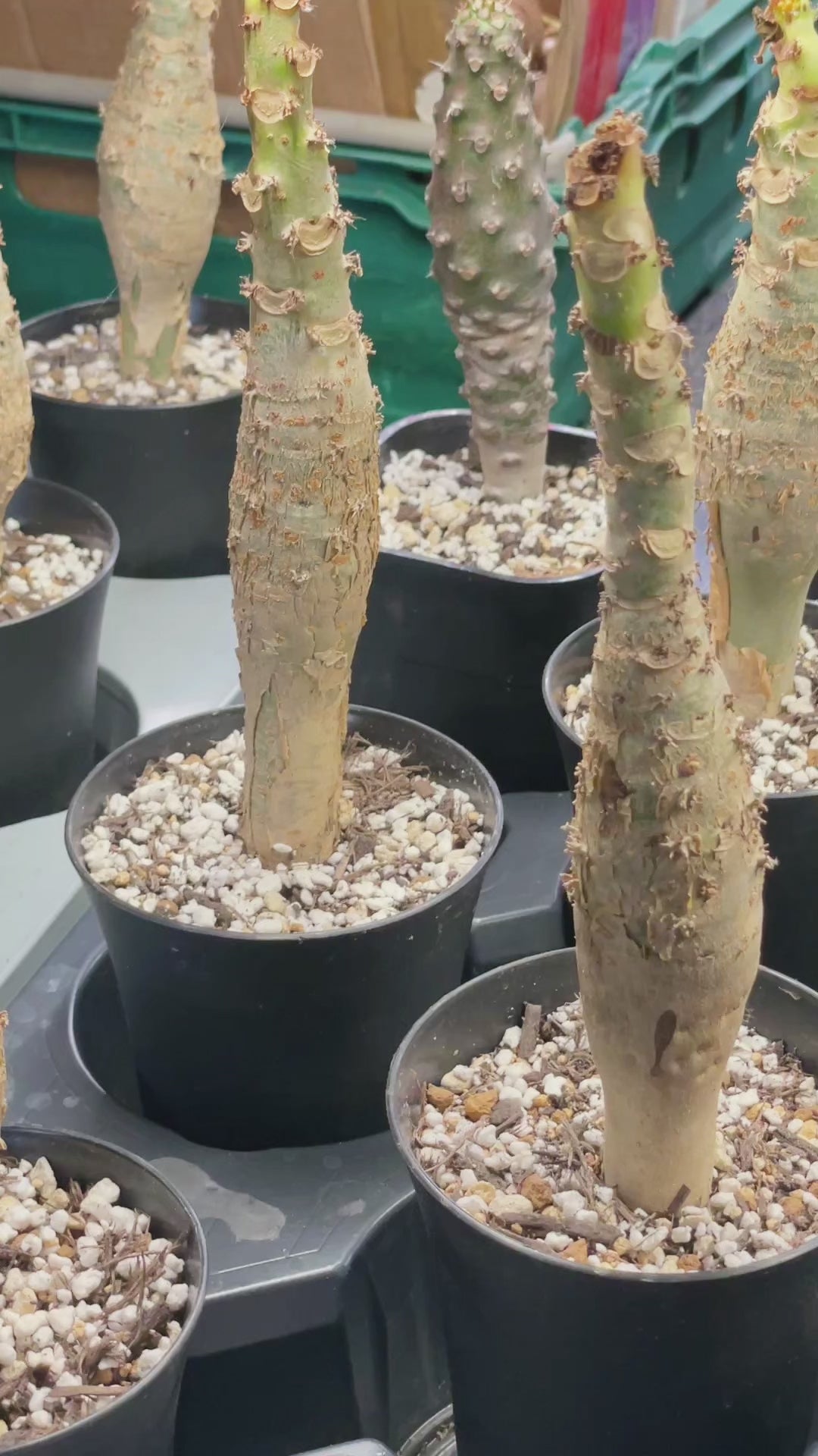 Jatropha podagrica | Buddha Belly Caudex Plant - Chic Chic Plants