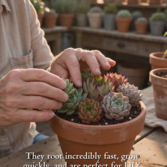 10pcs Mini Succulent Head Cuttings