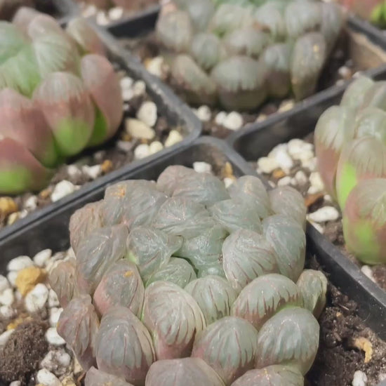Haworthia Ikra 'Yamada Black'  08