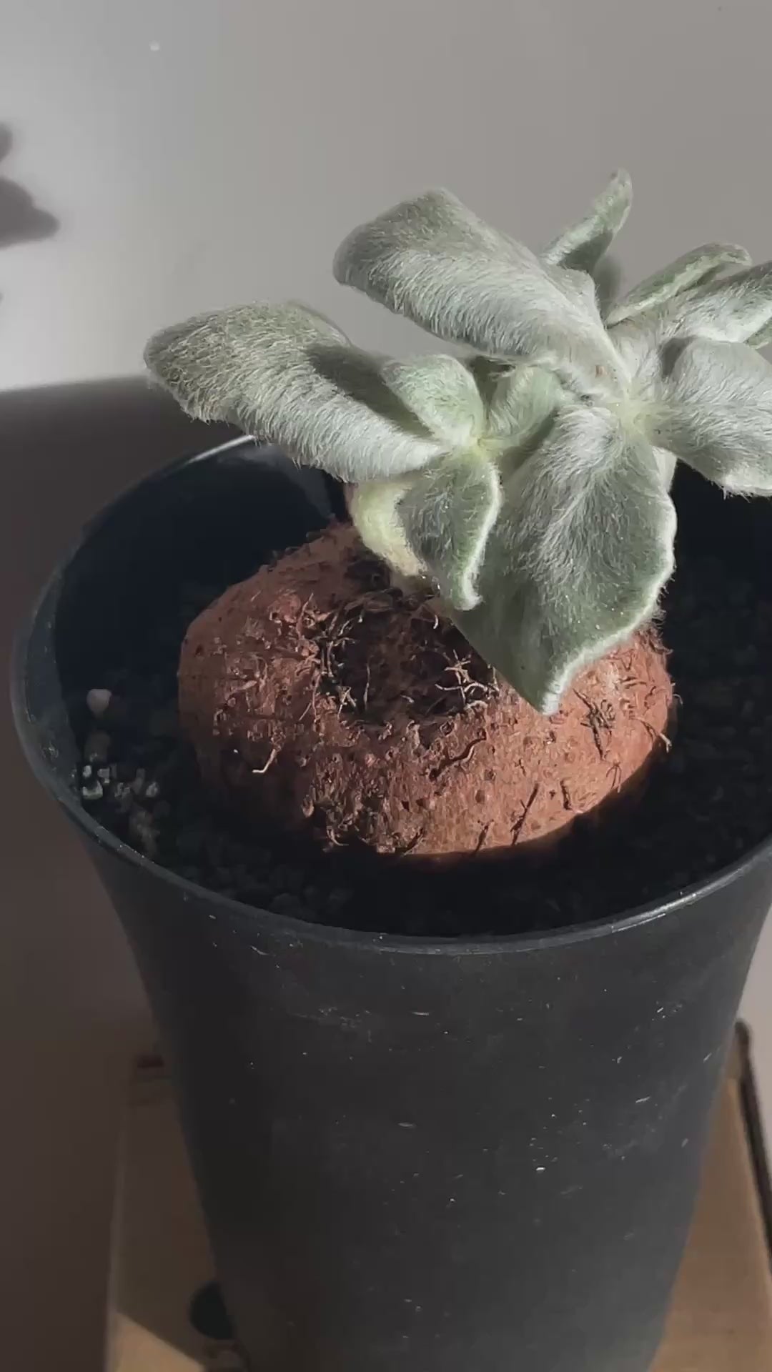 SINNINGIA LEUCOTRICHA 'Brazilian Edelweiss' Succulent Cactus, Caudiciform plant -  chic-chic.co