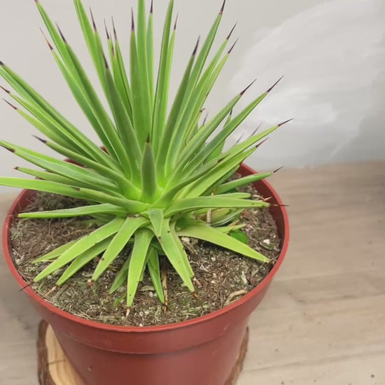 Agave Nana-- chic chic plants